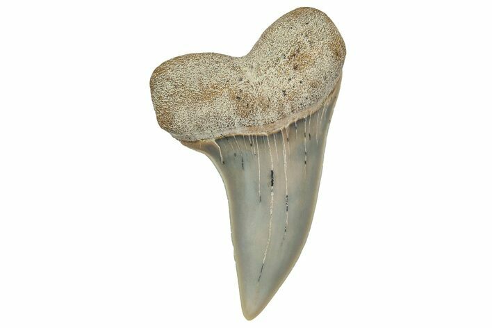Fossil Shark Tooth (Carcharodon planus) - Bakersfield, CA #351458